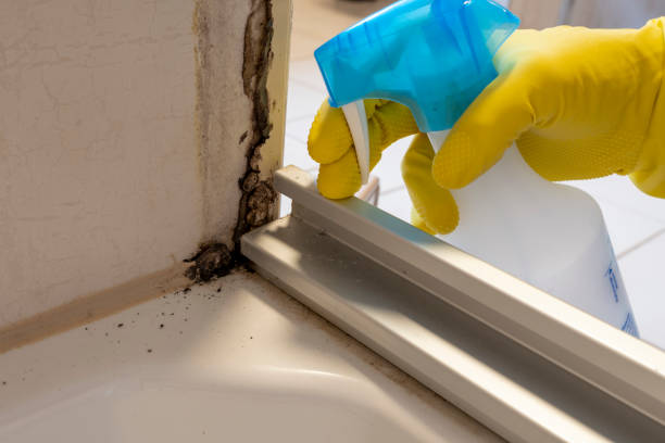 Best Commercial Mold Remediation in La Grange, TX